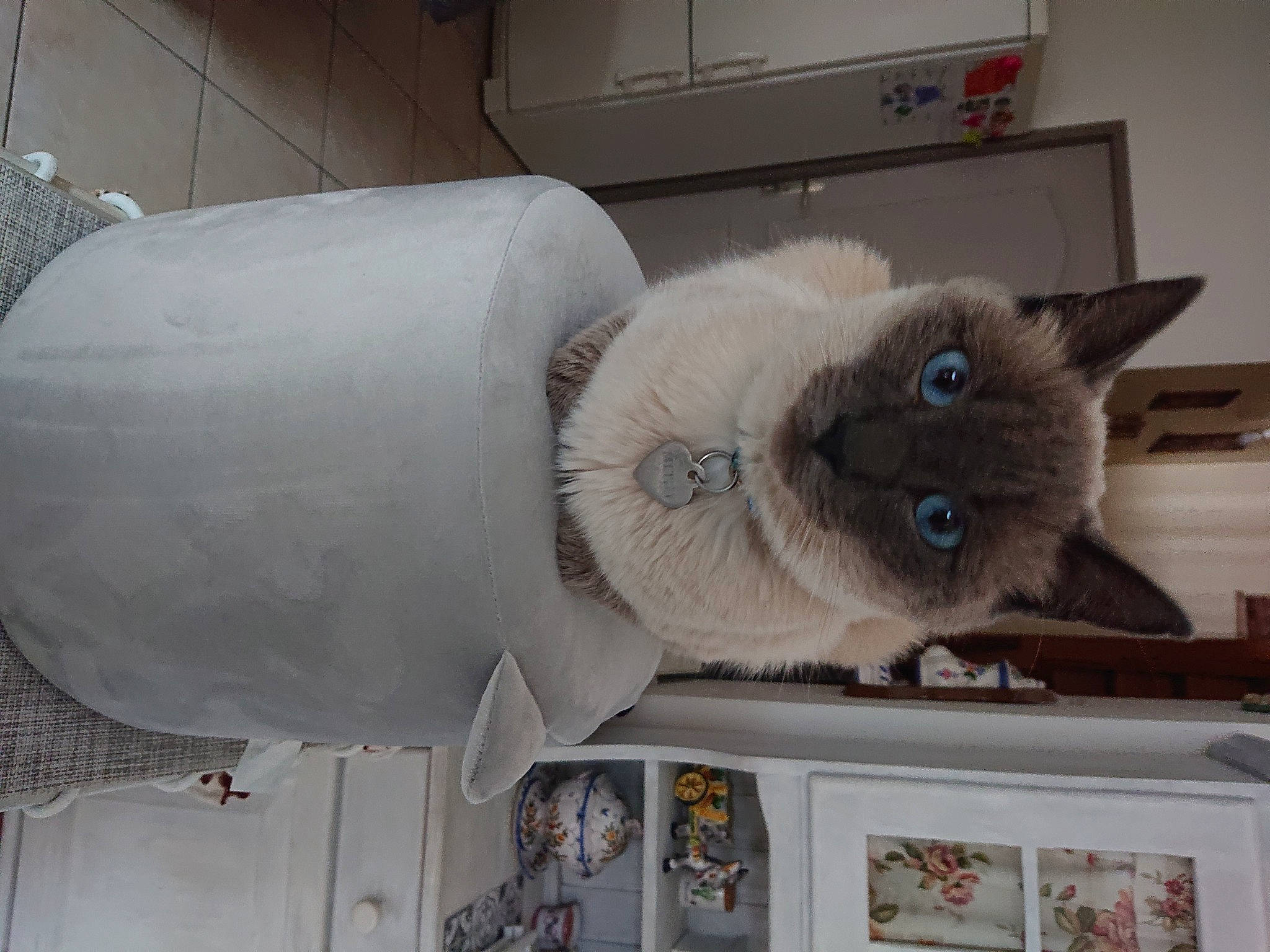 Mitsy a rejoint le concours — aidez-le/la à gagner de superbes lots ! carnivore, cat, chest_of_drawers, comfort, cylinder, domestic_short_haired_cat, drawer, fawn, felidae, flooring, fur, gas, grey, picture_frame, room, siamese, small_to_medium_sized_cats, snout, tail, whiskers