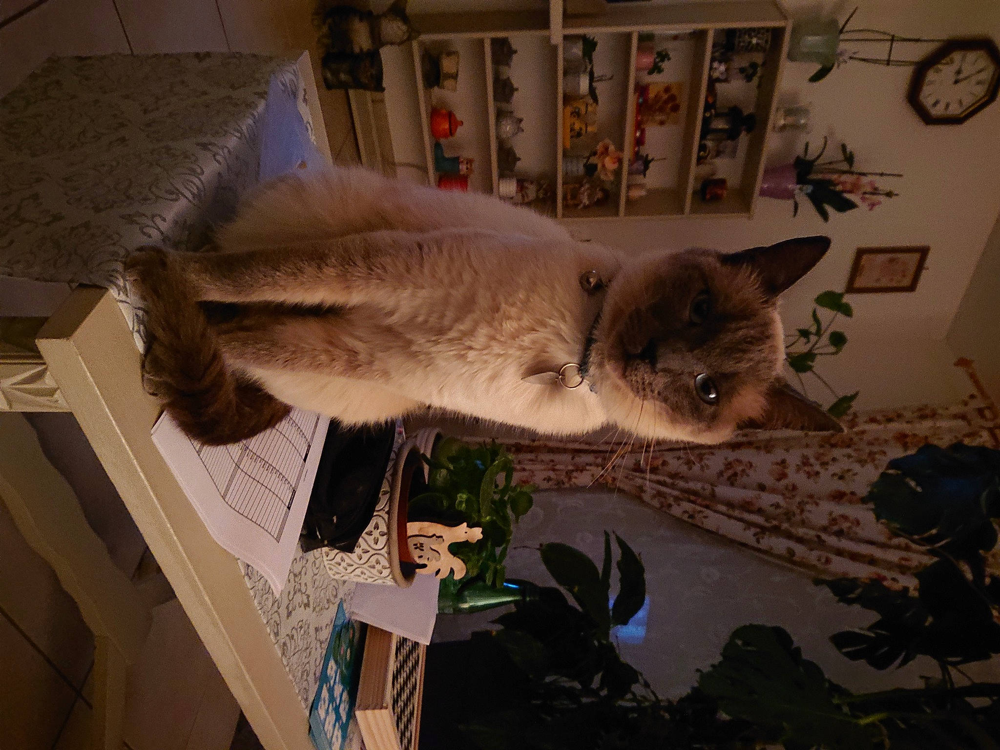 Mitsy a rejoint le concours — aidez-le/la à gagner de superbes lots ! asian, carnivore, cat, domestic_short_haired_cat, felidae, small_to_medium_sized_cats, tail, tonkinese, whiskers