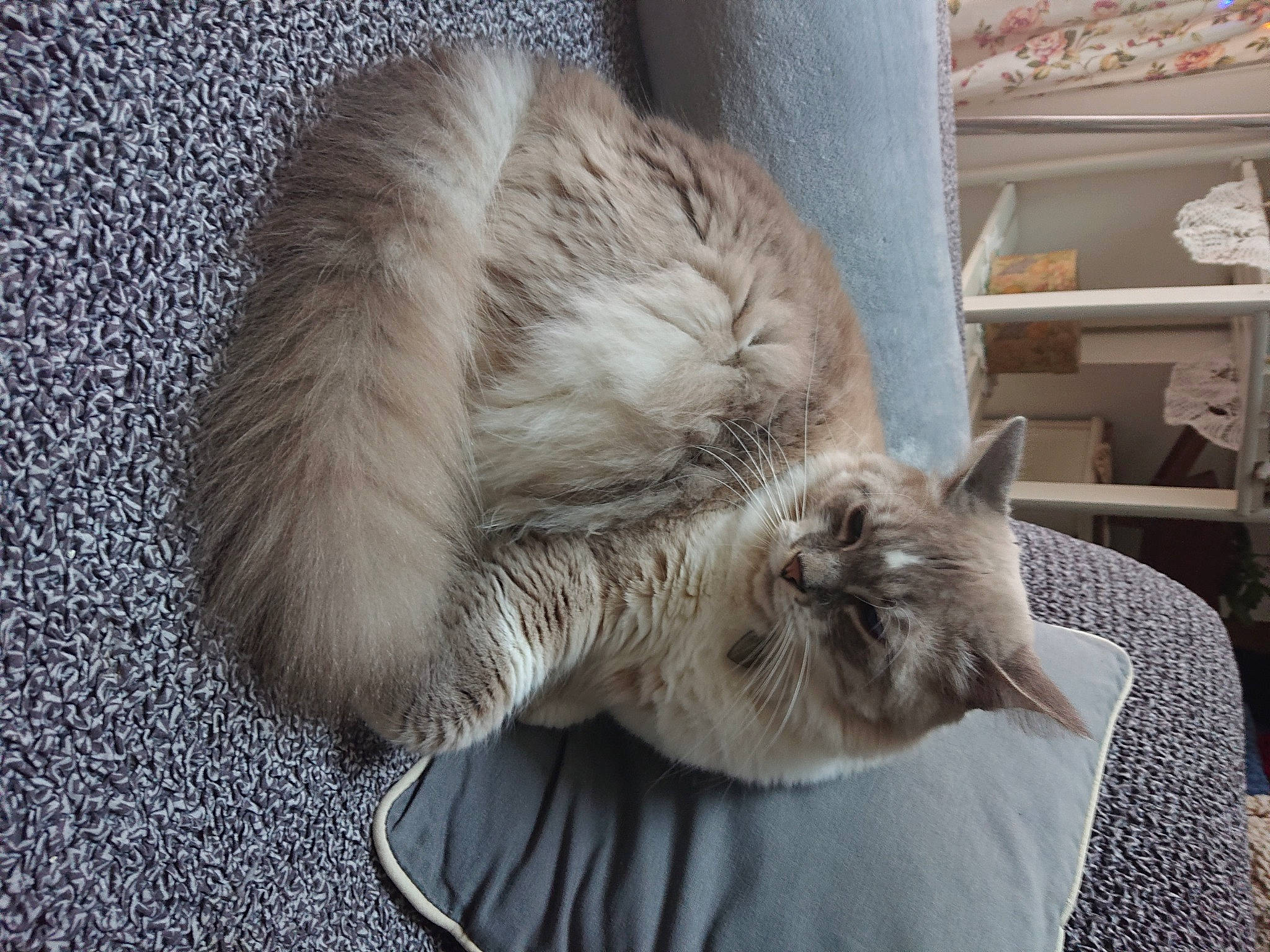 Lucky participe au concours pour gagner de l'argent avec cette photo : british_longhair, carnivore, cat, claw, comfort, domestic_short_haired_cat, drawer, fawn, felidae, fur, grey, nap, paw, shelf, sleep, small_to_medium_sized_cats, snout, tail, terrestrial_animal, whiskers