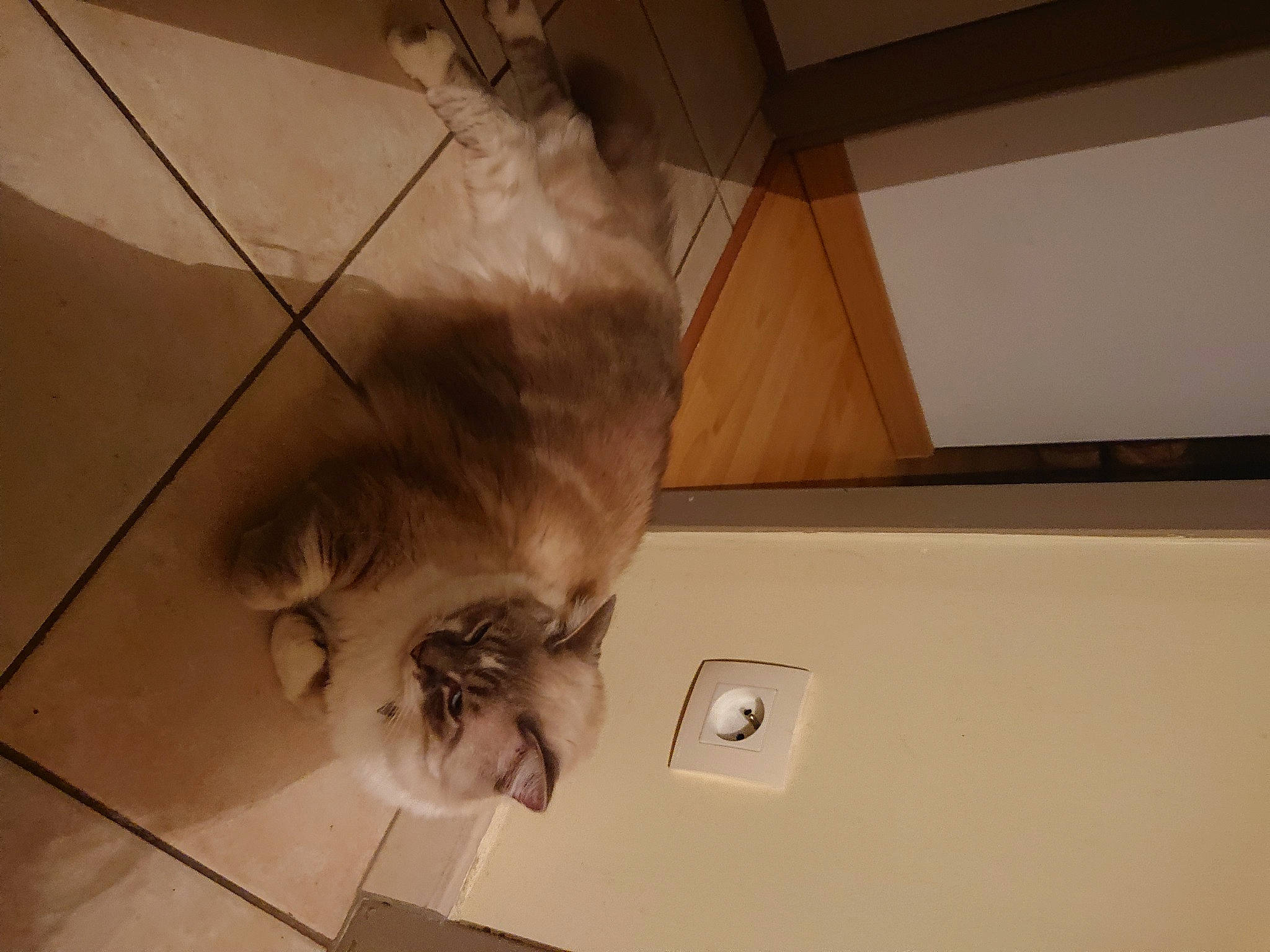 Lucky a rejoint le concours — aidez-le/la à gagner de superbes lots ! brown, canidae, carnivore, cat, ceiling, dog_breed, domestic_short_haired_cat, fawn, felidae, floor, flooring, fur, hardwood, human_leg, small_to_medium_sized_cats, snout, sporting_group, tail, whiskers, wood