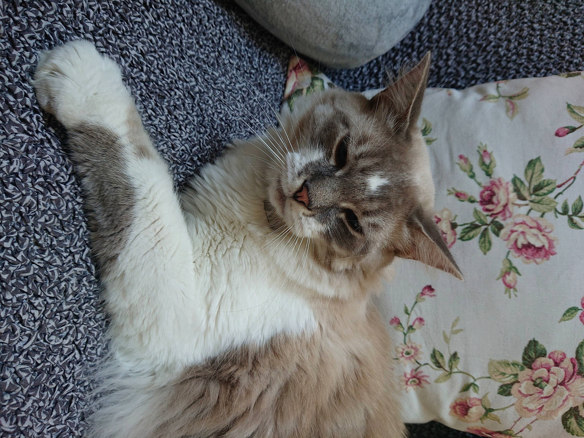 Lucky a rejoint le concours — aidez-le/la à gagner de superbes lots ! aegean_cat, asian, carnivore, cat, claw, domestic_long_haired_cat, domestic_short_haired_cat, ear, european_shorthair, fawn, felidae, fur, kitten, mammal, ojos_azules, polydactyl_cat, ragdoll, small_to_medium_sized_cats, tail, whiskers