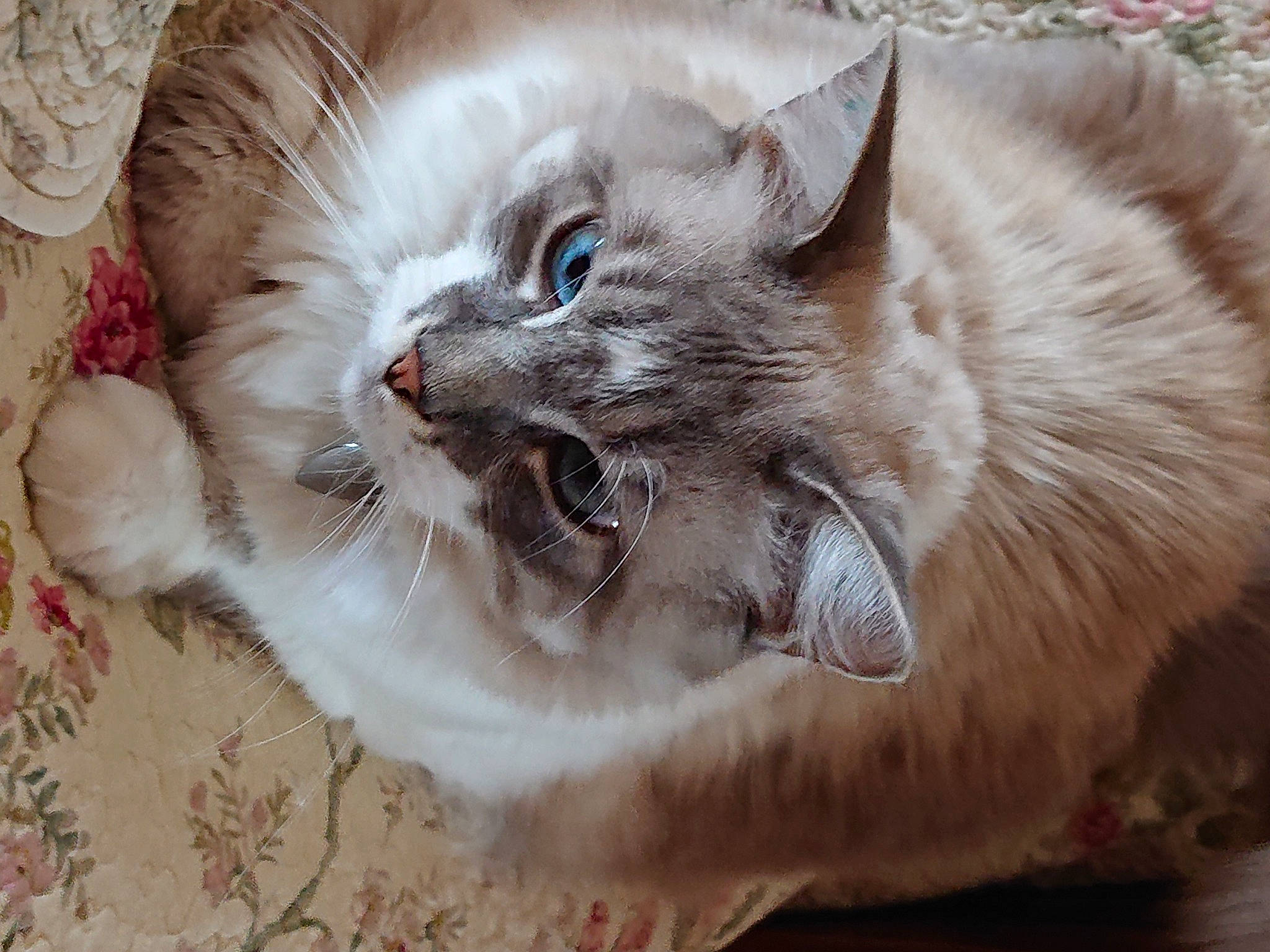 Lucky a rejoint le concours — aidez-le/la à gagner de superbes lots ! american_curl, asian, asian_semi_longhair, british_semi_longhair, carnivore, cat, domestic_long_haired_cat, eye, felidae, fur, kitten, mammal, munchkin, norwegian_forest_cat, ragamuffin, ragdoll, siberian, small_to_medium_sized_cats, snout, whiskers