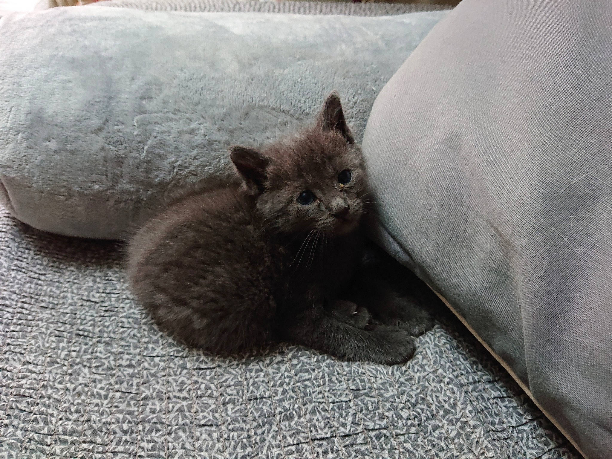 Winnie a rejoint le concours — aidez-le/la à gagner de superbes lots ! asian, british_longhair, british_semi_longhair, british_shorthair, carnivore, cat, chartreux, domestic_short_haired_cat, fawn, felidae, kitten, korat, mammal, nebelung, russian_blue, small_to_medium_sized_cats, whiskers