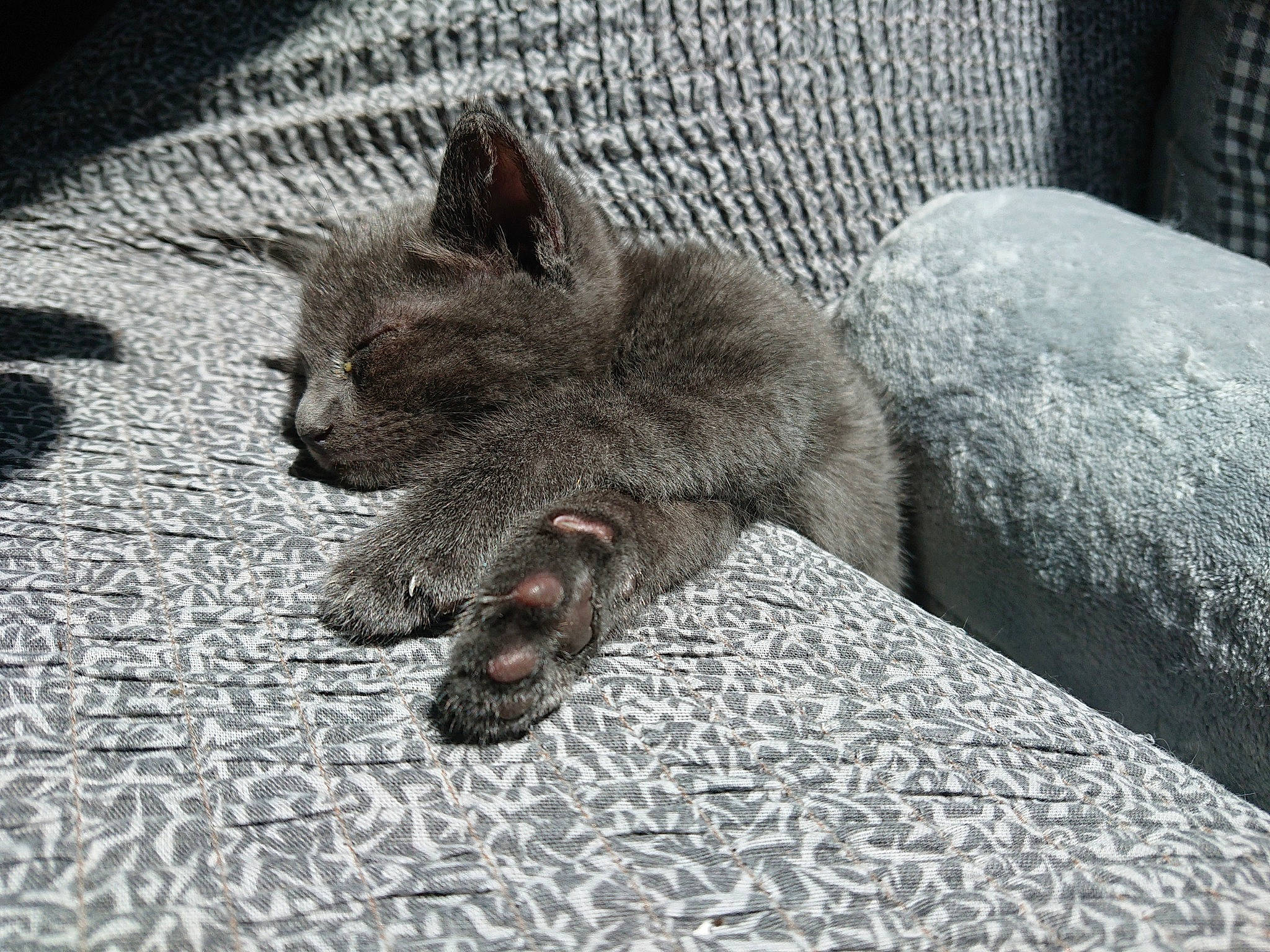 Winnie a rejoint le concours — aidez-le/la à gagner de superbes lots ! carnivore, cat, chartreux, claw, domestic_short_haired_cat, felidae, fur, kitten, korat, mammal, nap, nebelung, russian_blue, sleep, small_to_medium_sized_cats, whiskers