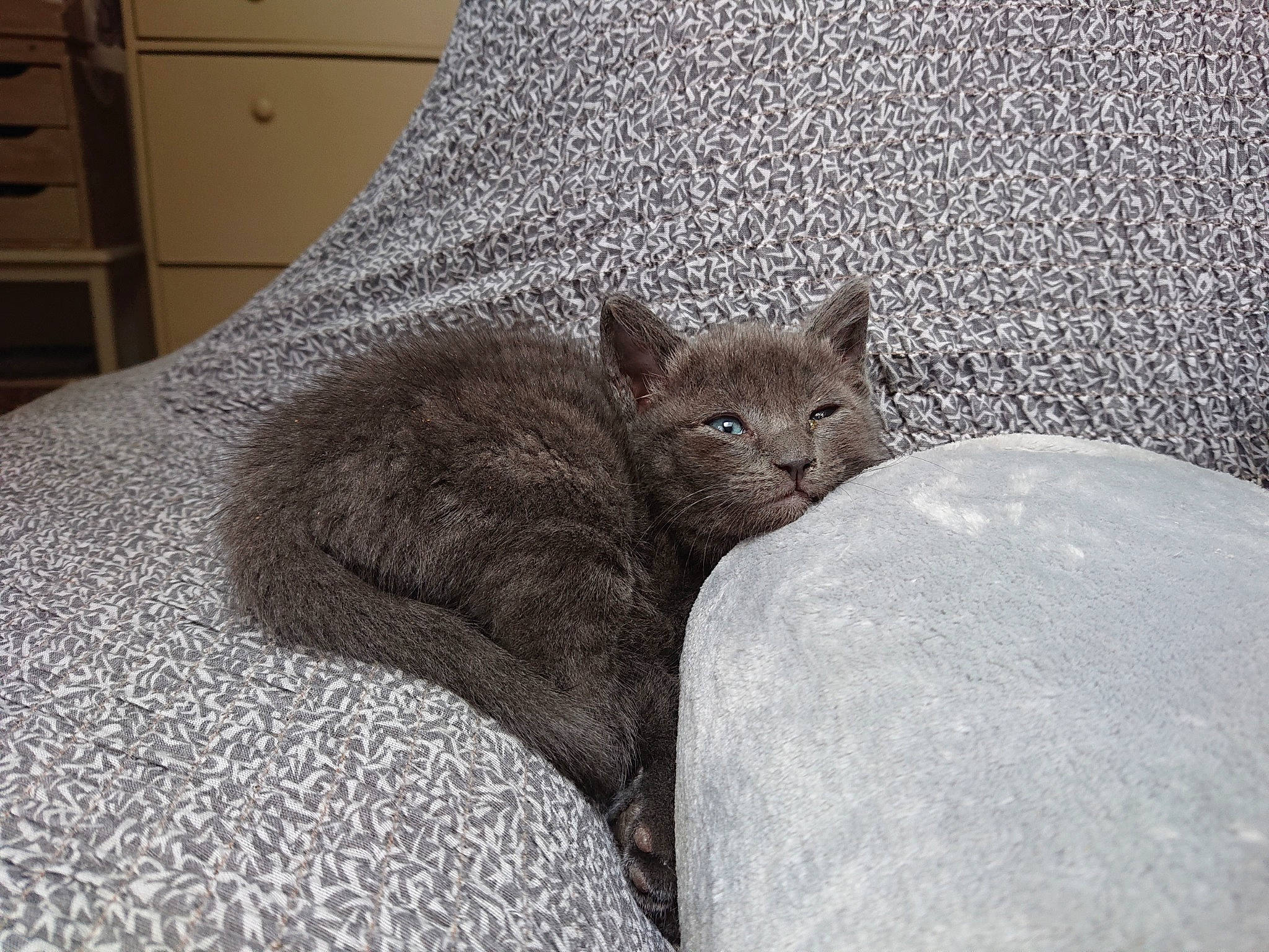 Winnie a rejoint le concours — aidez-le/la à gagner de superbes lots ! asian, bed, bed_sheet, british_shorthair, carnivore, cat, chartreux, comfort, domestic_short_haired_cat, european_shorthair, eye, fawn, felidae, fur, furniture, kitten, mammal, russian_blue, small_to_medium_sized_cats, whiskers