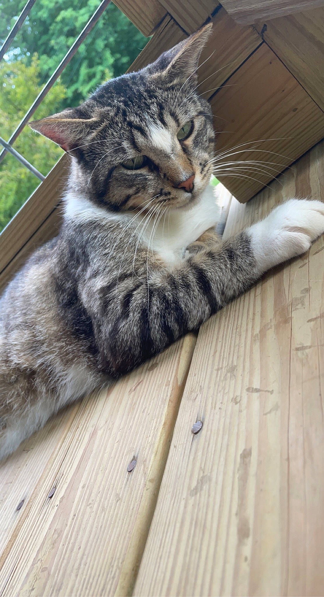 Cosmo joined the competition — help win amazing prizes! carnivore, cat, claw, comfort, domestic_short_haired_cat, felidae, flooring, fur, grass, hardwood, paw, plant, small_to_medium_sized_cats, snout, tail, terrestrial_animal, tree, whiskers, window, wood