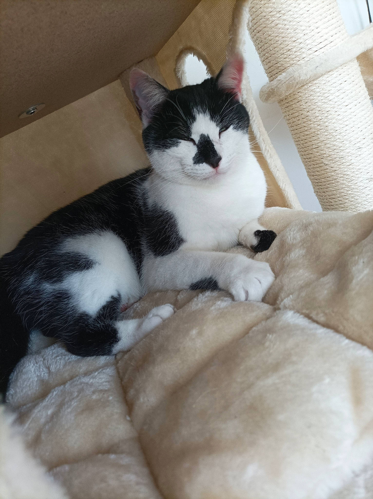 Goliath participe au concours pour gagner de l'argent avec cette photo : carnivore, cat, cat_supply, claw, comfort, domestic_short_haired_cat, felidae, fur, nap, paw, sleep, small_to_medium_sized_cats, snout, tail, terrestrial_animal, whiskers