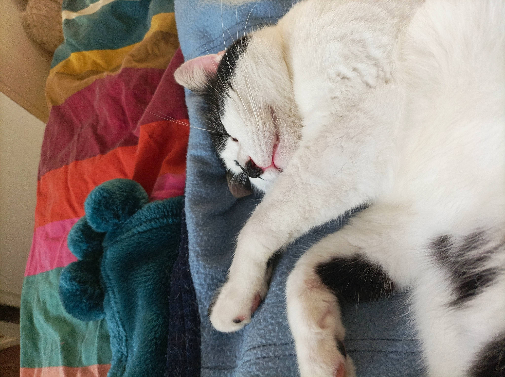 Goliath a rejoint le concours — aidez-le/la à gagner de superbes lots ! blanket, carnivore, cat, claw, comfort, domestic_short_haired_cat, fang, fawn, felidae, fur, grey, linens, nap, paw, sleep, small_to_medium_sized_cats, tail, textile, whiskers