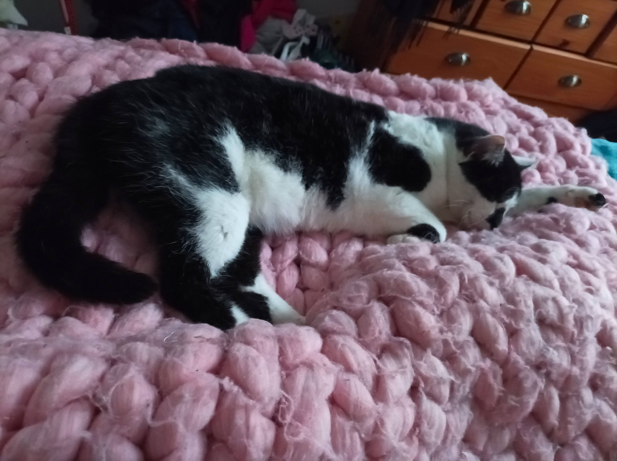 Goliath participe au concours pour gagner de l'argent avec cette photo : cabinetry, canidae, carnivore, cat, chest, chest_of_drawers, comfort, companion_dog, dog_breed, domestic_short_haired_cat, drawer, felidae, fur, nap, small_to_medium_sized_cats, snout, sporting_group, tail, terrestrial_animal, whiskers