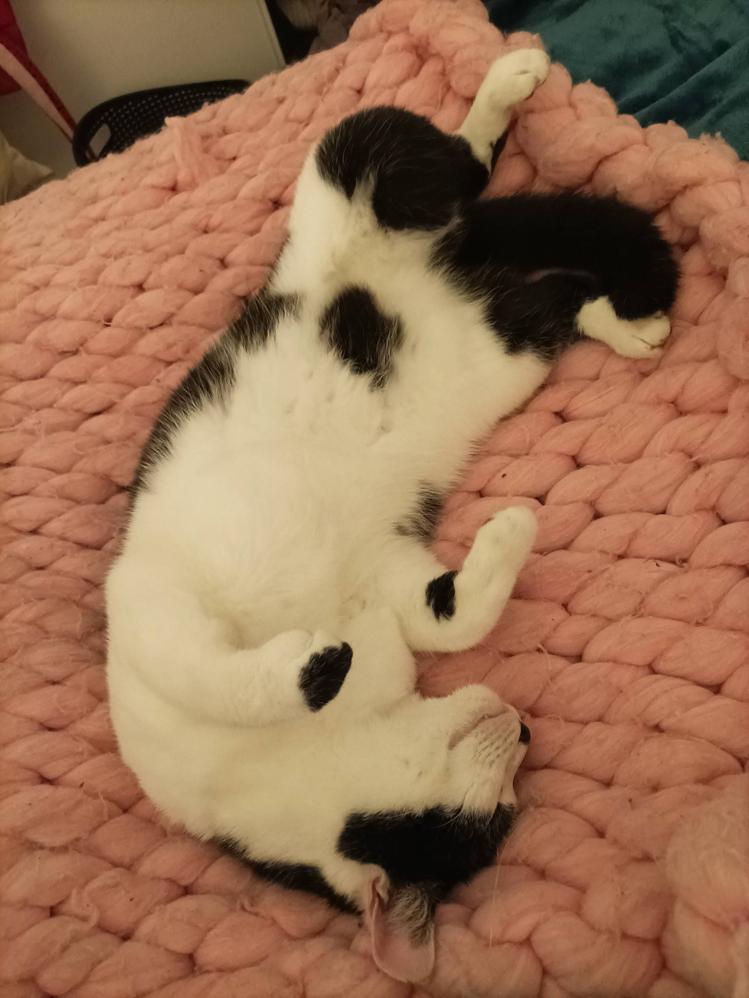 Goliath a rejoint le concours — aidez-le/la à gagner de superbes lots ! canidae, carnivore, cat, cat_supply, claw, comfort, companion_dog, dog_breed, domestic_short_haired_cat, fawn, felidae, fur, linens, paw, small_to_medium_sized_cats, snout, sporting_group, tail, terrestrial_animal, whiskers