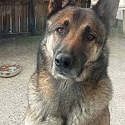 Buck participe au concours pour gagner de l'argent avec cette photo : dog, german_shepherd, pet, animal, close_up, outdoor, fence, plastic_chair, concrete_floor, food_bowl, brown_fur, black_fur, ears, face, eyes, snout, sitting, curious, domestic, canine