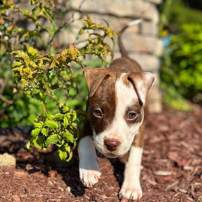 Nala is registered to the contest to win money with this photo: animal, brown_and_white, canine, close_up, curious, dog, garden, greenery, nature, outdoor, pet, plants, playful, puppy, shallow_depth_of_field, stone_wall, sunlight, walking, wood_chips, young_dog