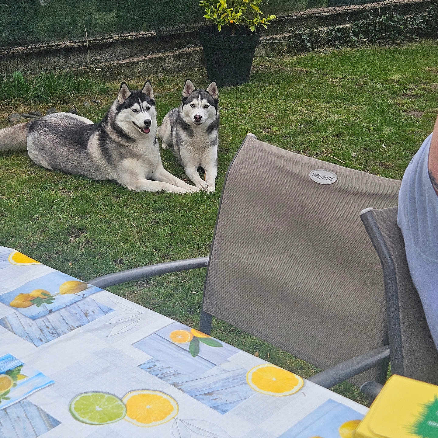 Talya Et Yuna participe au concours pour gagner de l'argent avec cette photo : animal, backyard, canine, chair, dog, fence, garden, grass, husky, lemon_pattern, nature, outdoor, pet, plant, potted_plant, relaxed, summer, table, tablecloth, two_dogs