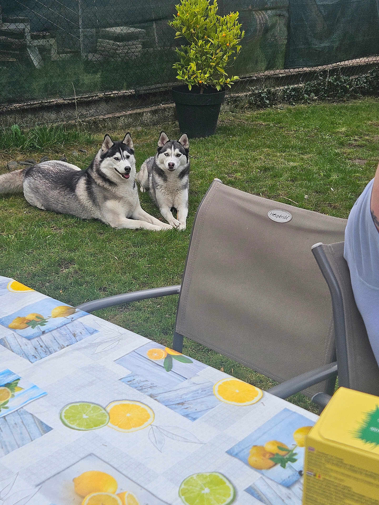 Talya Et Yuna participe au concours pour gagner de l'argent avec cette photo : dog, husky, grass, backyard, table, tablecloth, lemon_pattern, chair, potted_plant, plant, outdoor, pet, animal, relaxed, garden, fence, nature, summer, two_dogs, canine