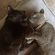 Maou a rejoint le concours — aidez-le/la à gagner de superbes lots ! cat, black_cat, gray_cat, sleeping, snuggling, pet, animal, collar, paw_prints, cozy, blanket, cute, feline, indoor, resting, closeup, friendship, adorable, fur, companion