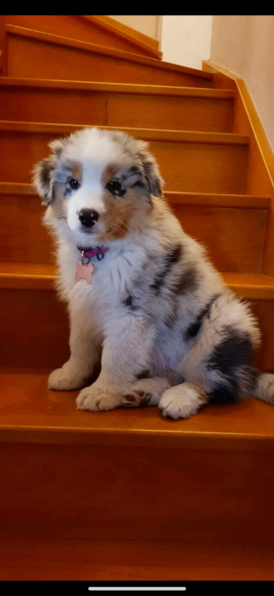 Kiara a rejoint le concours — aidez-le/la à gagner de superbes lots ! puppy, dog, stairs, wooden, fluffy, pet, animal, collar, tag, sitting, cute, indoors, young, fur, brown, white, black, ears, face, paw