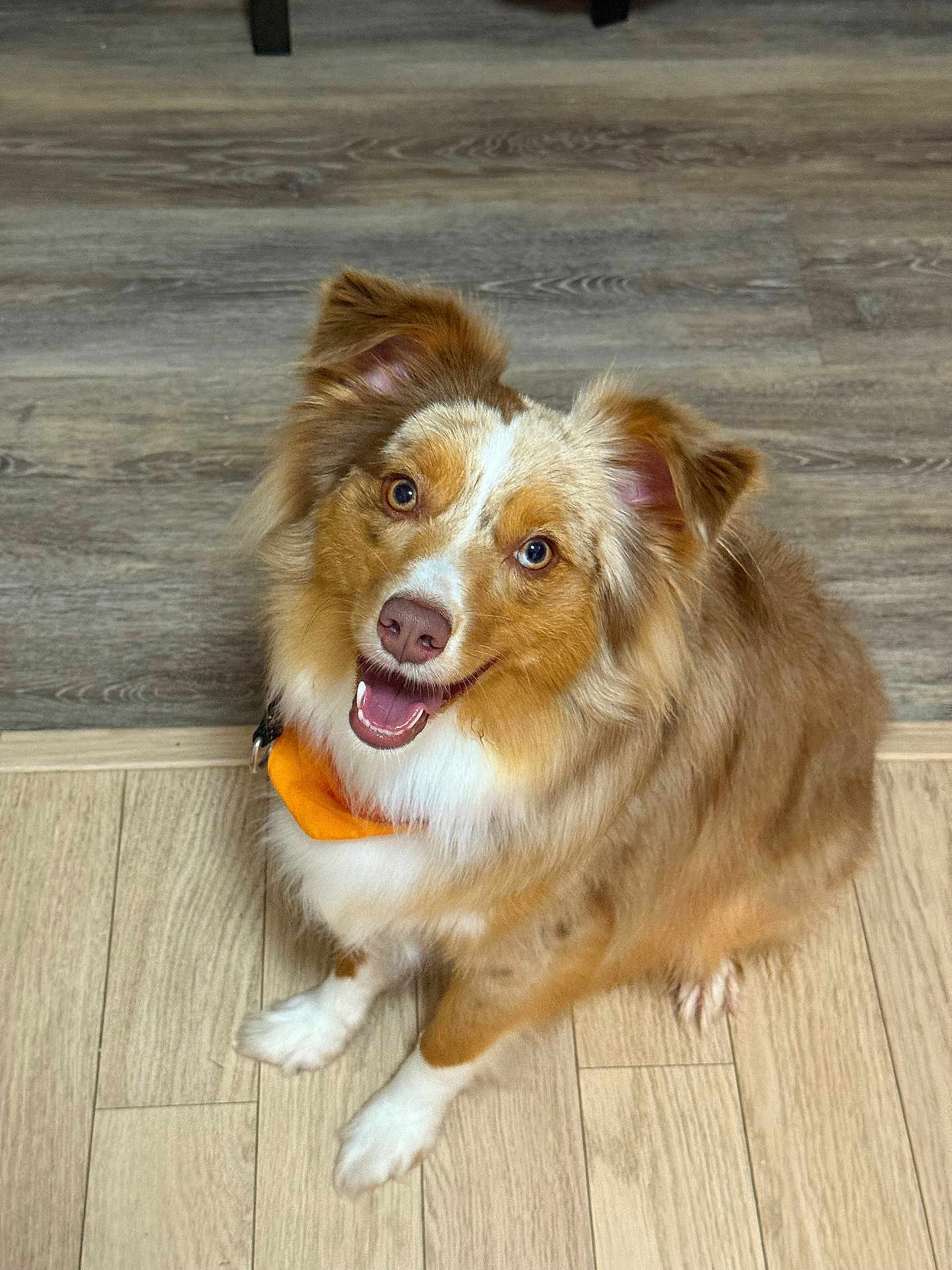 Crosby is registered to the contest to win money with this photo: dog, pet, smiling, happy, fluffy, indoor, wood_floor, brown, white, ears, sitting, fur, canine, animal, companion, looking_up, cute, friendly, domestic, flooring