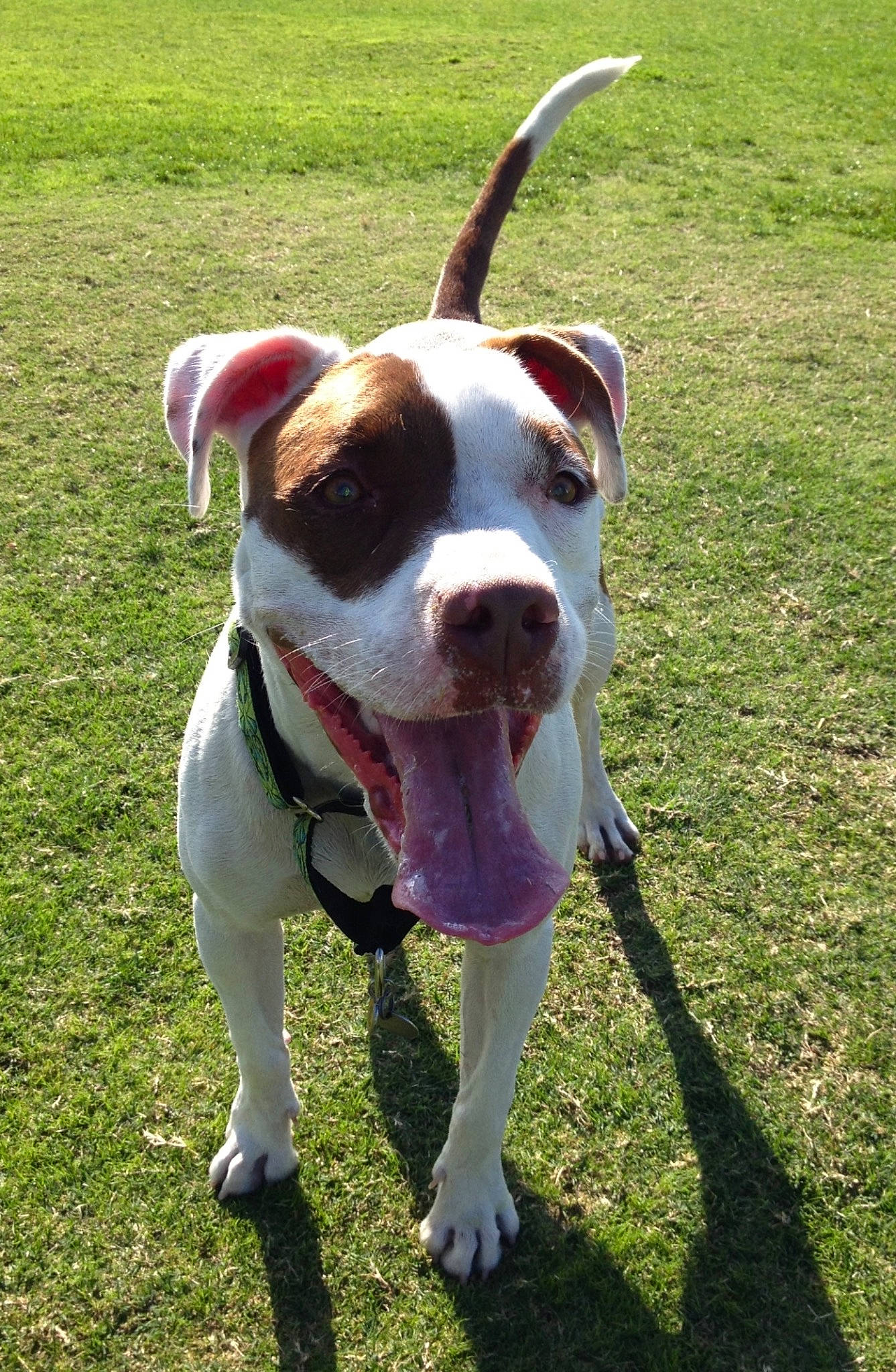 Spuds is registered to the contest to win money with this photo: canidae, carnivore, collar, companion_dog, dog, dog_breed, dog_collar, dog_supply, dog_walking, fashion_accessory, fawn, grass, leash, liver, pet_supply, plant, snout, whiskers, working_animal, working_dog