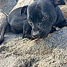 animal, black_dog, canine, close_up, curious, daylight, dog, ears, exploring, lying_down, nature, outdoor, pet, playful, puppy, rocks, sand, snout, texture, young_dog