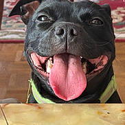 Vicky participe au concours pour gagner de l'argent avec cette photo : animal, black_dog, canine, carpet, chair_legs, closeup, cute, dog, domestic_animal, floor, funny, happy, indoor, marble_table, pet, playful, portrait, smiling, table, tongue_out