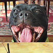 Vicky a rejoint le concours — aidez-le/la à gagner de superbes lots ! dog, black_dog, tongue_out, open_mouth, pet, indoor, table, sunglasses, wooden_chairs, rug, happy, canine, close_up, animal, smiling, home, floor, furniture, domestic_animal, playful