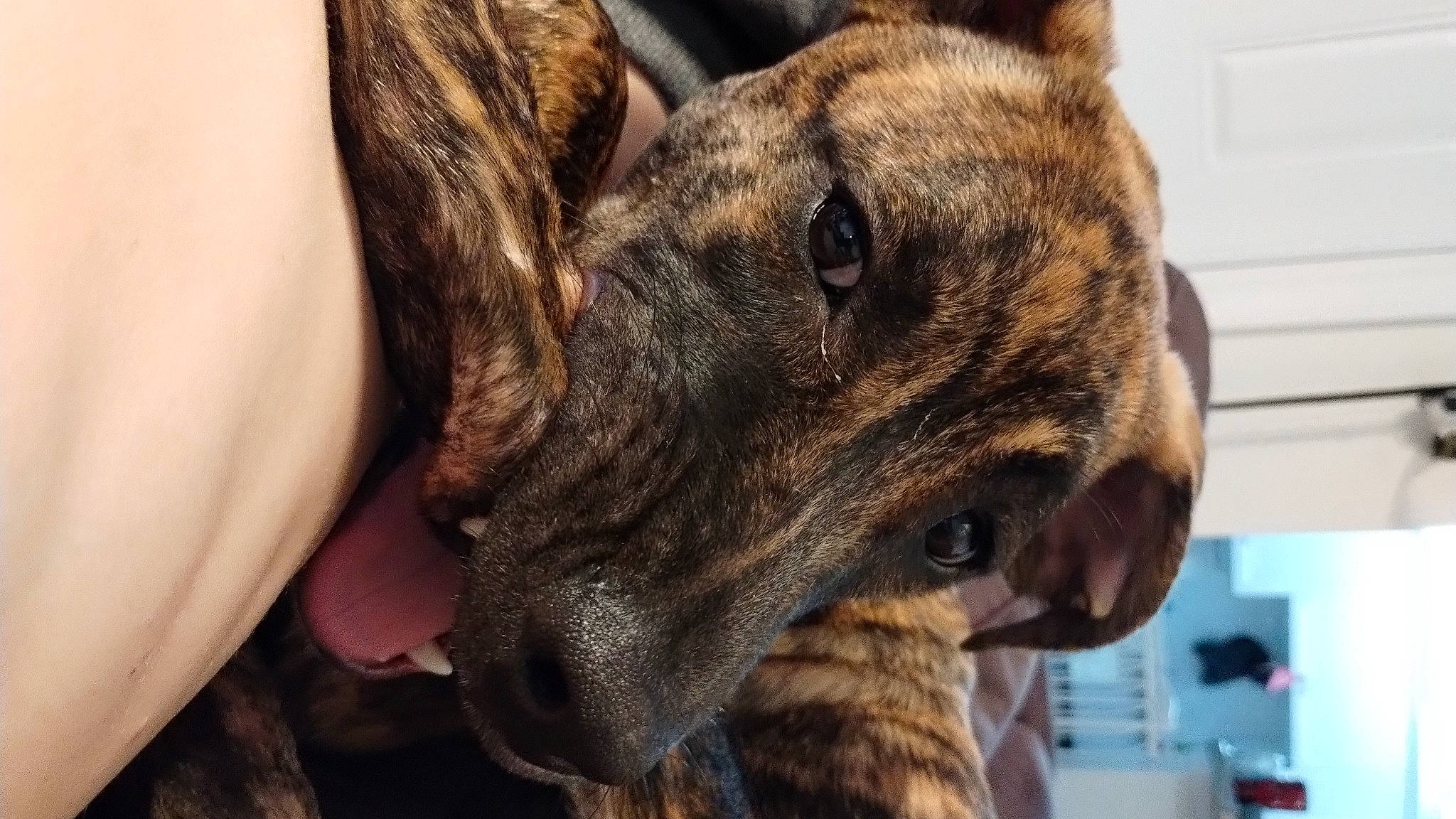 Koda is registered to the contest to win money with this photo: ancient_dog_breeds, canidae, carnivore, collar, companion_dog, dog, dog_breed, dog_collar, ear, fawn, fur, guard_dog, molosser, non_sporting_group, snout, sporting_group, terrestrial_animal, whiskers, working_animal, working_dog