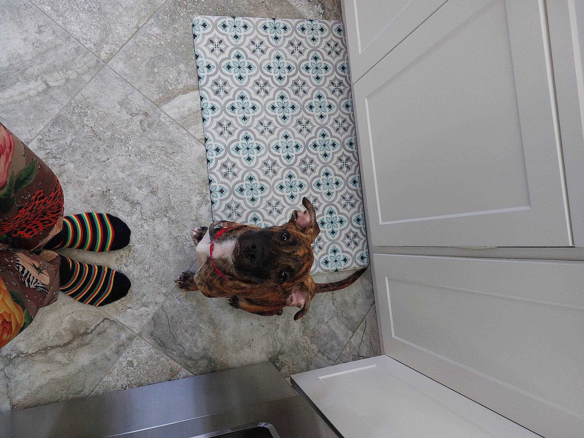 Koda joined the competition — help win amazing prizes! carnivore, cat, fawn, felidae, floor, flooring, fur, hardwood, house, human_leg, interior_design, pattern, room, small_to_medium_sized_cats, table, tail, terrestrial_animal, whiskers, window, wood