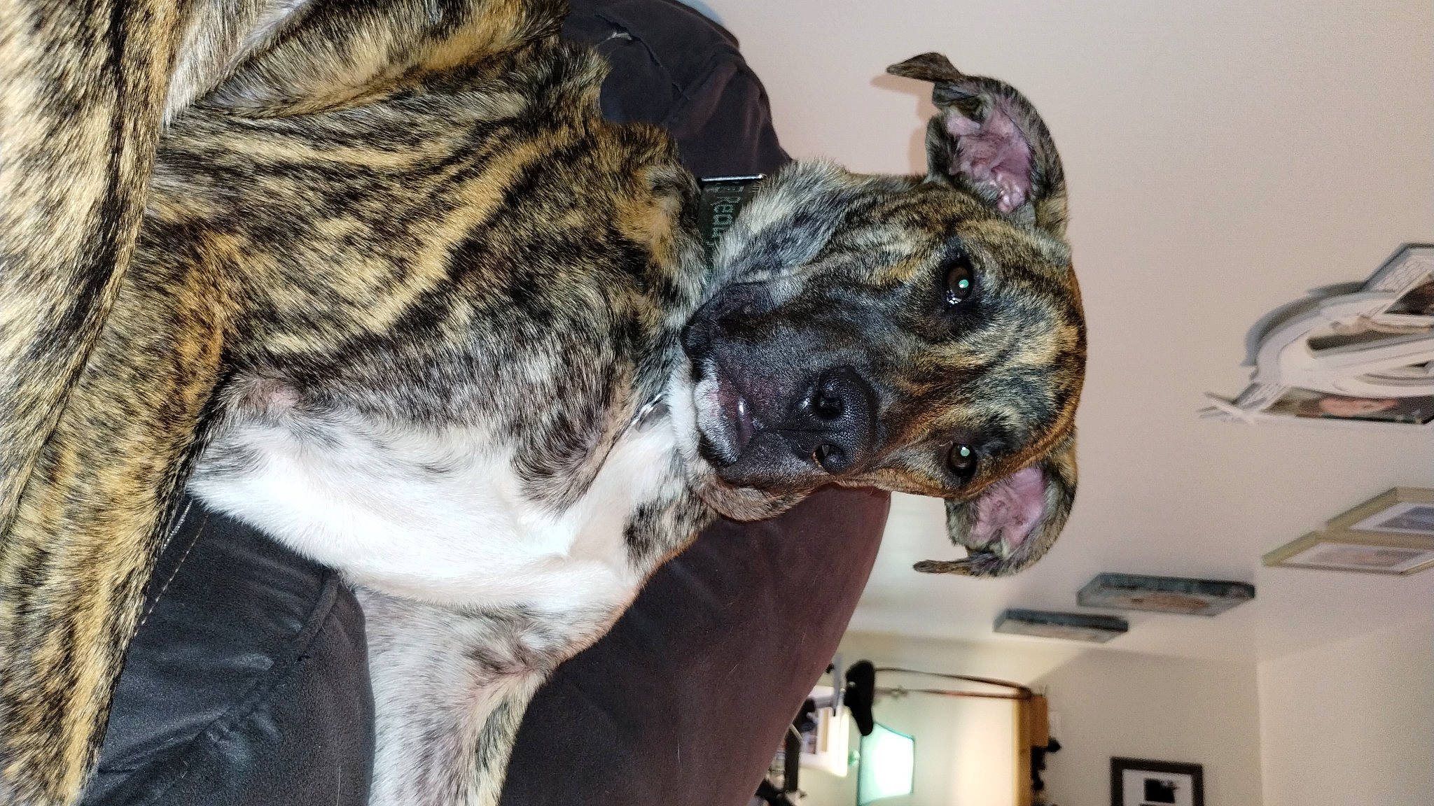 Koda joined the competition — help win amazing prizes! canidae, carnivore, collar, dog, dog_breed, fawn, military_camouflage, non_sporting_group, picture_frame, snout, sporting_group, terrestrial_animal, whiskers, working_dog