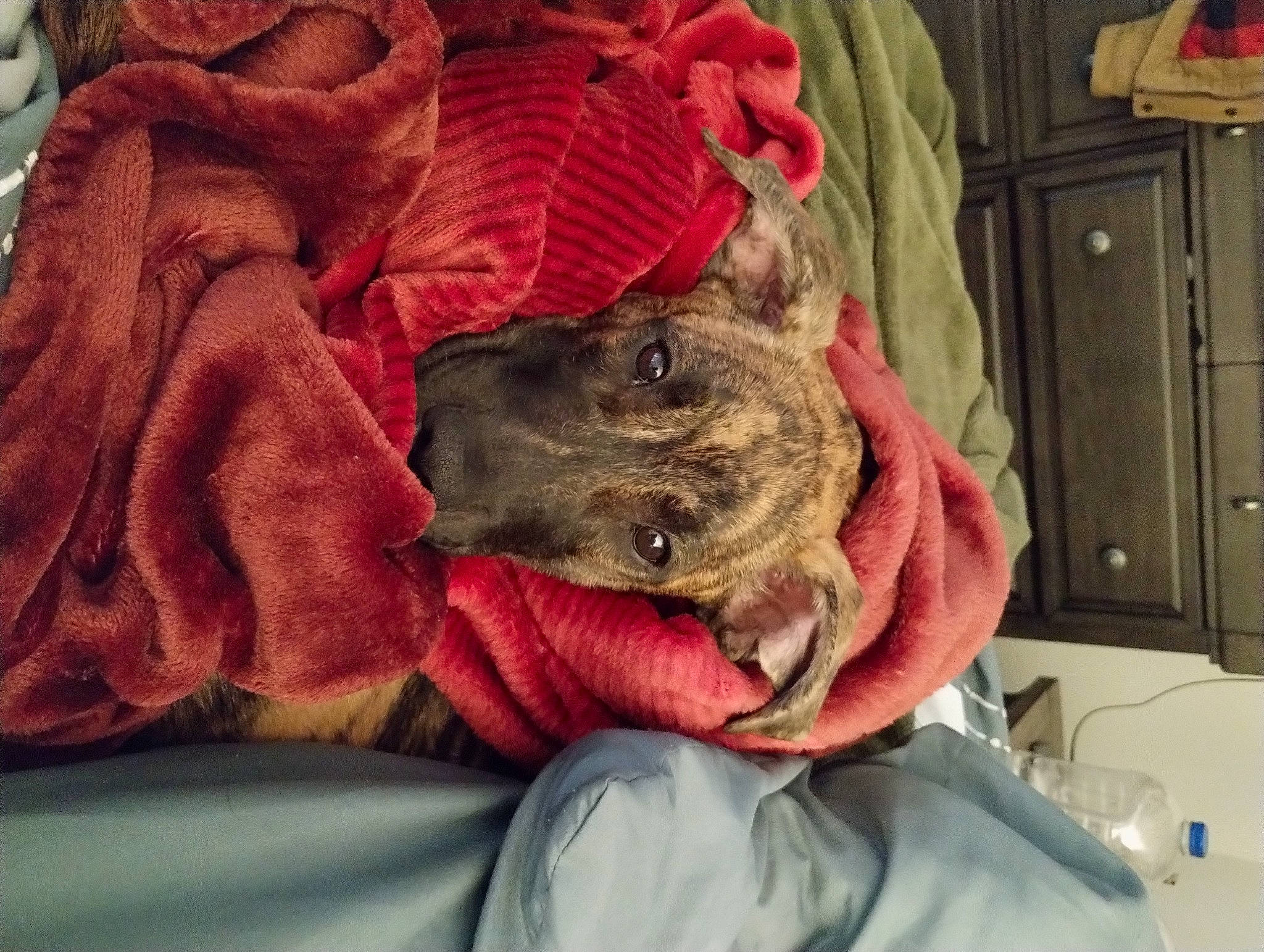 Koda is registered to the contest to win money with this photo: cabinetry, canidae, carnivore, comfort, companion_dog, dog, dog_breed, fawn, felidae, flesh, fur, fur_clothing, hat, linens, liver, nap, sleeve, snout, sporting_group, working_animal