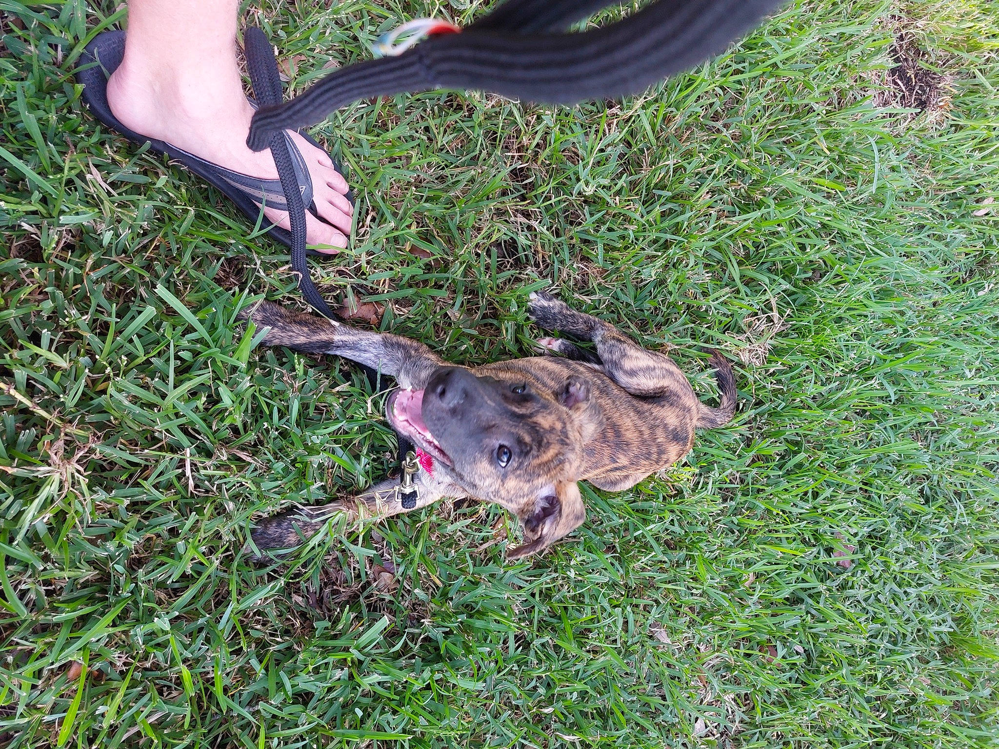 Koda is registered to the contest to win money with this photo: _geese_and_swans, beak, bird, ducks, foot, grass, groundcover, hare, human_leg, sandal, soil, tail, terrestrial_animal, water_bird, waterfowl