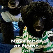 Baby And Benji is registered to the contest to win money with this photo: animal, bed, bedroom, canine, chair, clothing, cockerspaniel, couch, cushion, dog, furniture, homedecor, hound, indoors, newfoundland, pet, poodle, puppy, t_shirt, terrier