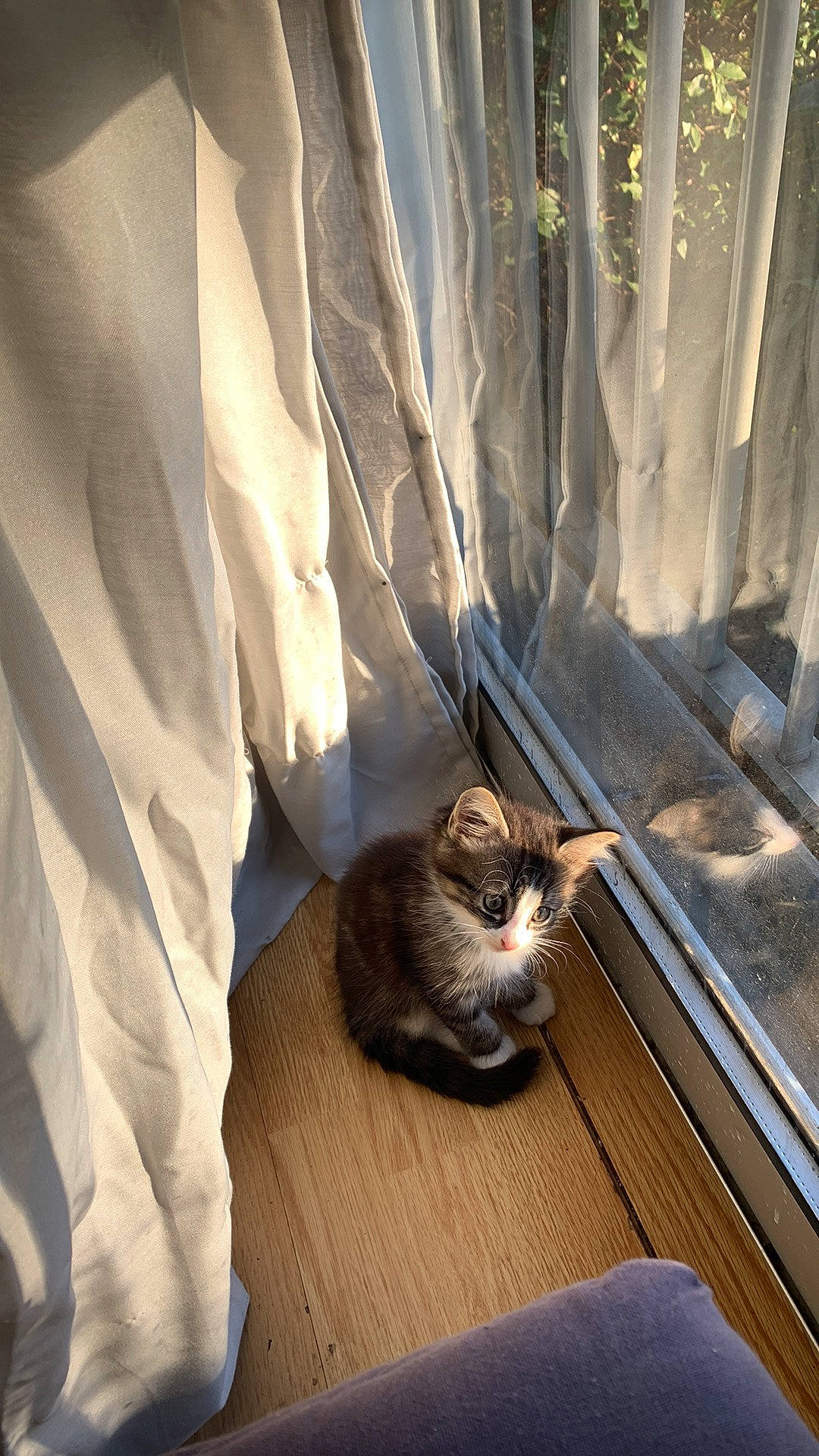 Mochi participe au concours pour gagner de l'argent avec cette photo : carnivore, cat, comfort, curtain, domestic_short_haired_cat, door, fawn, felidae, flooring, fur, grey, hardwood, plant, small_to_medium_sized_cats, tail, tints_and_shades, vertebrate, whiskers, window, wood