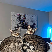 Artemis Mylo is registered to the contest to win money with this photo: cat, tabby_cat, pets, animal, feline, indoor, cozy, curled_up, fur, sleeping, awake, whiskers, ears, green_eyes, bed, blanket, artwork, wall, light, home