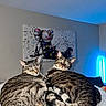 cat, tabby_cat, pets, animal, feline, indoor, cozy, curled_up, fur, sleeping, awake, whiskers, ears, green_eyes, bed, blanket, artwork, wall, light, home