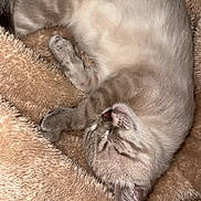 Arlo participe au concours pour gagner de l'argent avec cette photo : cat, sleeping, cozy, fluffy, blanket, fur, pet, animal, relaxed, cute, domestic, whiskers, feline, soft, resting, indoor, closeup, cute_pet, peaceful, nap