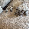 Arlo participe au concours pour gagner de l'argent avec cette photo : beige, blanket, blue_eyes, cat, charging_cable, comfort, couch, cozy, feline, fluffy, fur, home, indoor, lying_down, paws, pet, relaxed, resting, tail, whiskers