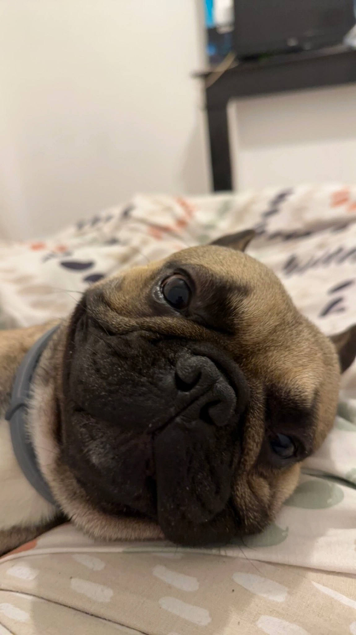 Taïko participe au concours pour gagner de l'argent avec cette photo : canidae, carnivore, comfort, companion_dog, dog, dog_breed, fawn, fur, linens, non_sporting_group, pug, puppy, snout, sporting_group, terrestrial_animal, toy_dog, whiskers, wood, working_animal, wrinkle