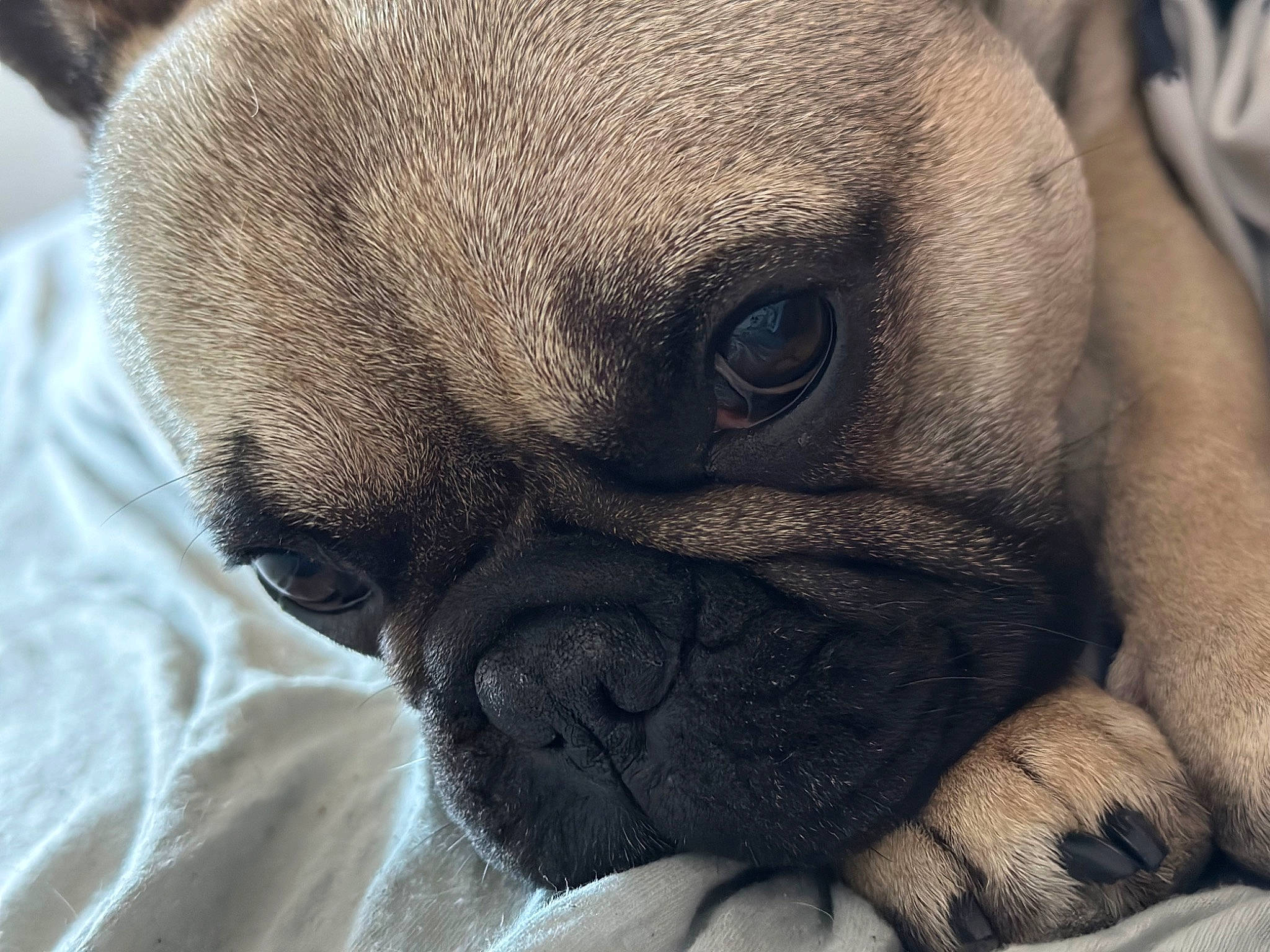 Taïko a rejoint le concours — aidez-le/la à gagner de superbes lots ! canidae, carnivore, close_up, comfort, companion_dog, dog, dog_breed, fawn, grey, non_sporting_group, photography, pug, snout, sporting_group, terrestrial_animal, toy_dog, whiskers, working_animal, wrinkle