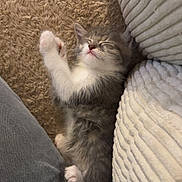Biscuit a rejoint le concours — aidez-le/la à gagner de superbes lots ! kitten, cat, sleeping, pet, fur, cozy, carpet, couch, resting, indoor, cute, small, animal, feline, whiskers, paws, relaxing, soft, domestic, young