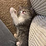 animal, carpet, cat, couch, cozy, cute, domestic, feline, fur, indoor, kitten, paws, pet, relaxing, resting, sleeping, small, soft, whiskers, young