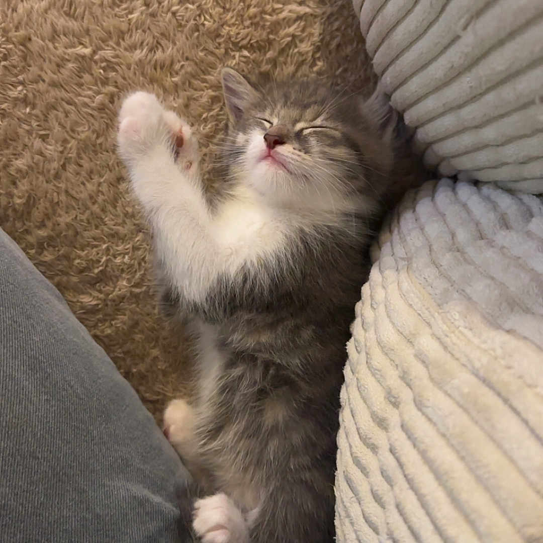 Biscuit a rejoint le concours — aidez-le/la à gagner de superbes lots ! kitten, cat, sleeping, pet, fur, cozy, carpet, couch, resting, indoor, cute, small, animal, feline, whiskers, paws, relaxing, soft, domestic, young