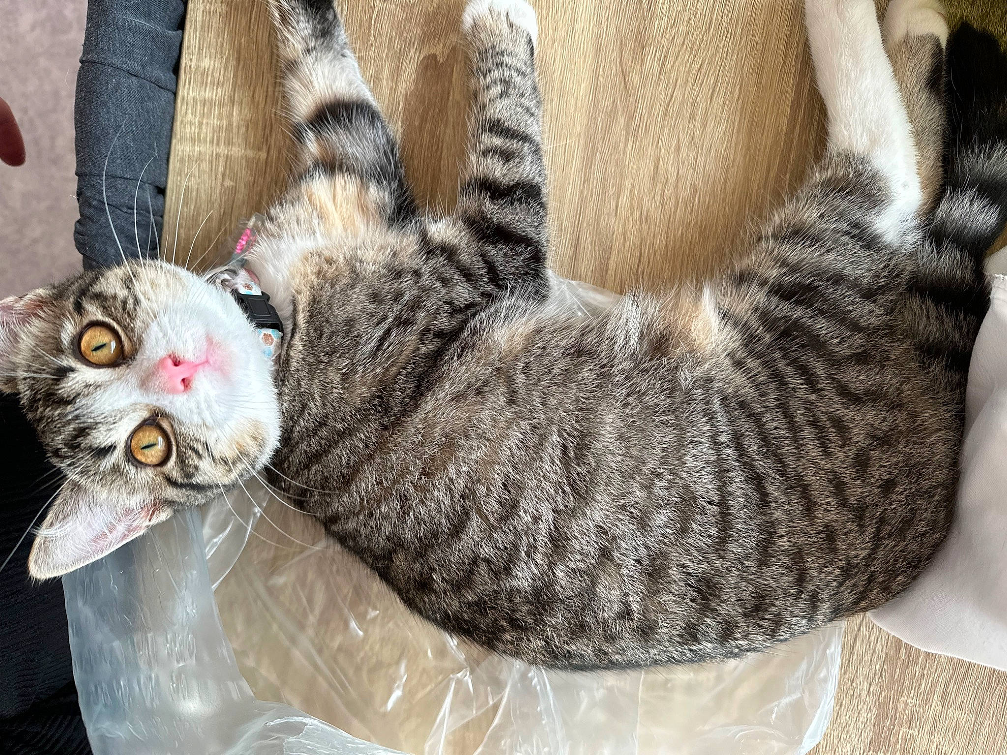 Moon a rejoint le concours — aidez-le/la à gagner de superbes lots ! carnivore, cat, cat_bed, cat_supply, claw, comfort, domestic_short_haired_cat, felidae, fur, grey, paw, small_to_medium_sized_cats, snout, tail, whiskers