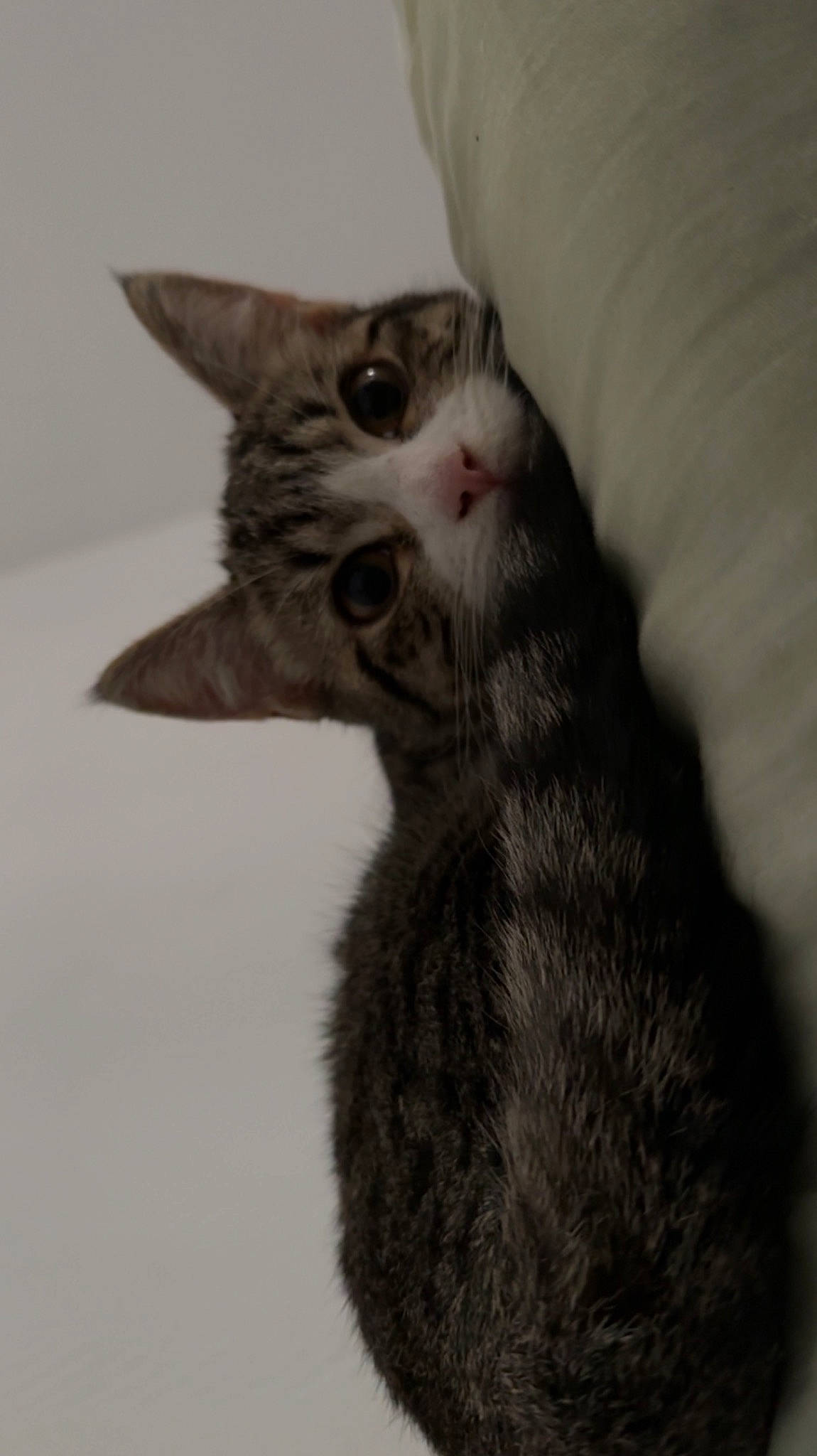 Moon a rejoint le concours — aidez-le/la à gagner de superbes lots ! black_cat, carnivore, cat, claw, domestic_short_haired_cat, ear, felidae, fur, monochrome, monochrome_photography, paw, small_to_medium_sized_cats, snout, tail, whiskers