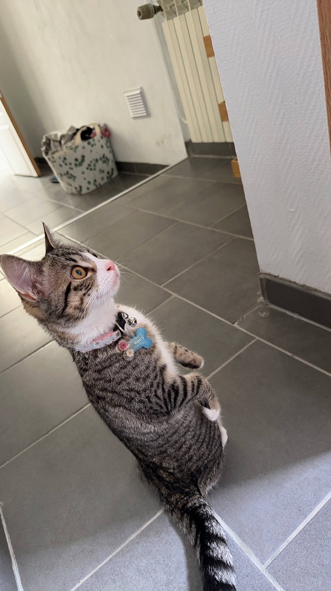 Moon participe au concours pour gagner de l'argent avec cette photo : canidae, carnivore, cat, claw, comfort, domestic_short_haired_cat, door, felidae, floor, flooring, fur, grey, hardwood, paw, room, small_to_medium_sized_cats, snout, tail, whiskers, wood