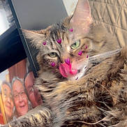 Daisy is registered to the contest to win money with this photo: bed, blanket, cat, closeup, cozy, feline, filter, fluffy_fur, green_eyes, human_faces, indoor, paw, pet, photo_frame, pink_hearts, portrait, relaxed, tabby_cat, tongue_out, whiskers