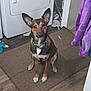 brown_fur, collar, curious, dog, doormat, flooring, home_interior, indoor, large_ears, laundry_room, looking_at_camera, mixed_breed, paws, pet, portrait, robe, sitting, towel, washing_machine, white_chest