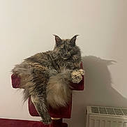 Wendy participe au concours pour gagner de l'argent avec cette photo : cat, fluffy, gray, cat_tree, indoor, pet, feline, relaxed, shadow, radiator, wall, perch, tail, fur, animal, domestic, cozy, home, resting, mammal
