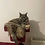 cat, fluffy, gray, cat_tree, indoor, pet, feline, relaxed, shadow, radiator, wall, perch, tail, fur, animal, domestic, cozy, home, resting, mammal