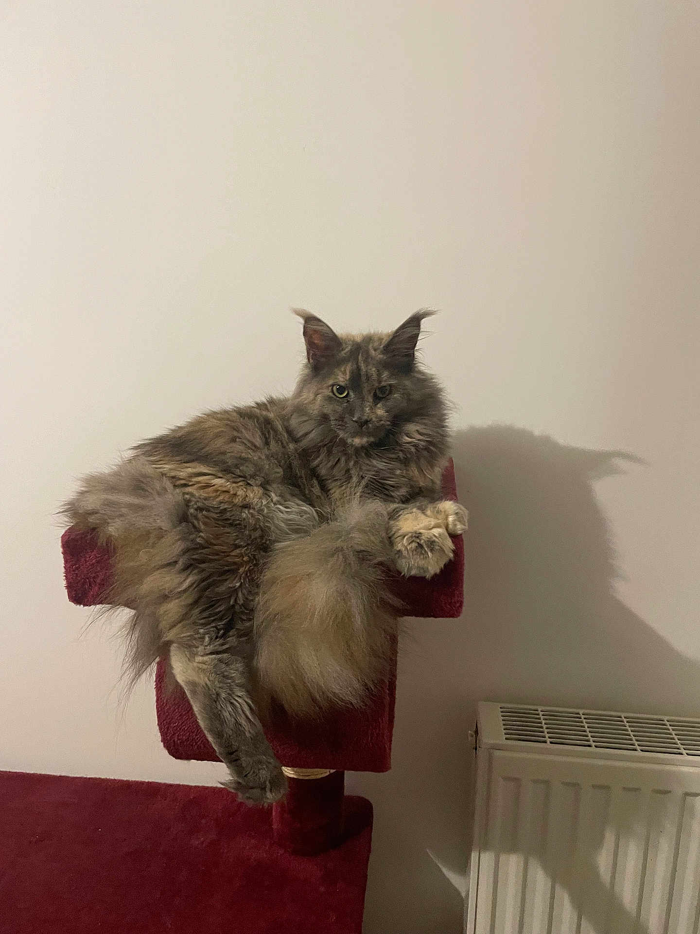 Wendy participe au concours pour gagner de l'argent avec cette photo : cat, fluffy, gray, cat_tree, indoor, pet, feline, relaxed, shadow, radiator, wall, perch, tail, fur, animal, domestic, cozy, home, resting, mammal