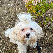 Gigi is registered to the contest to win money with this photo: dog, white_dog, small_dog, fluffy, long_hair, topknot, pet, animal, portrait, outdoor, garden, plant, flowers, succulent, greenery, dirt, ground, leash, looking_at_camera, cute